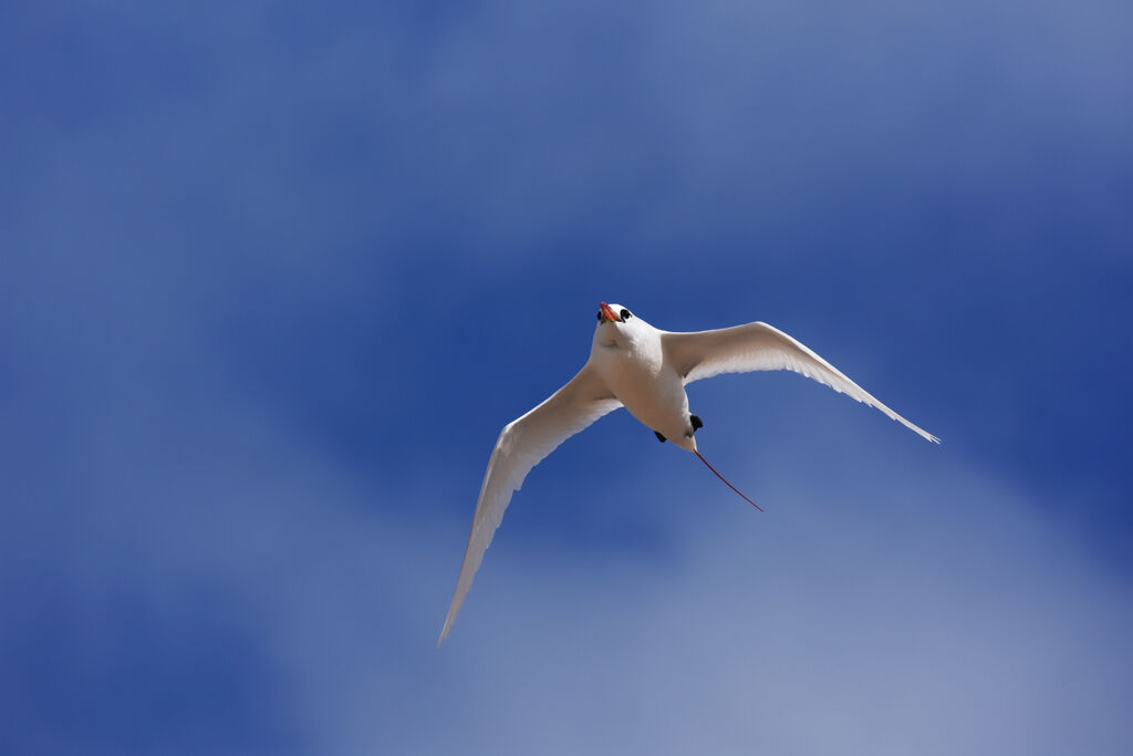 Red-tailed Tropicbird