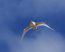 Red-tailed Tropicbird