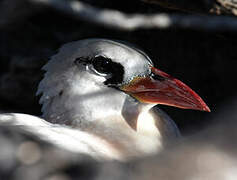 Red-tailed Tropicbird