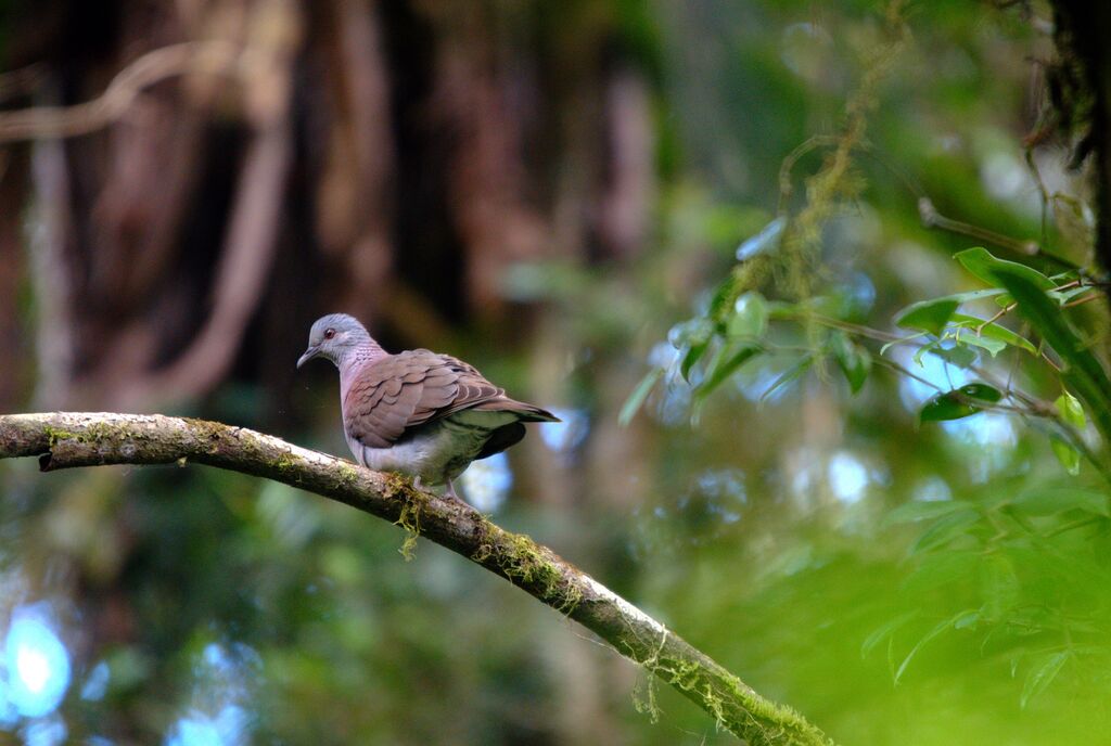 Malagasy Turtle Dove