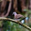 Pigeon de Madagascar