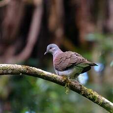 Pigeon de Madagascar