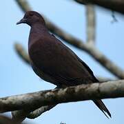 Malagasy Turtle Dove