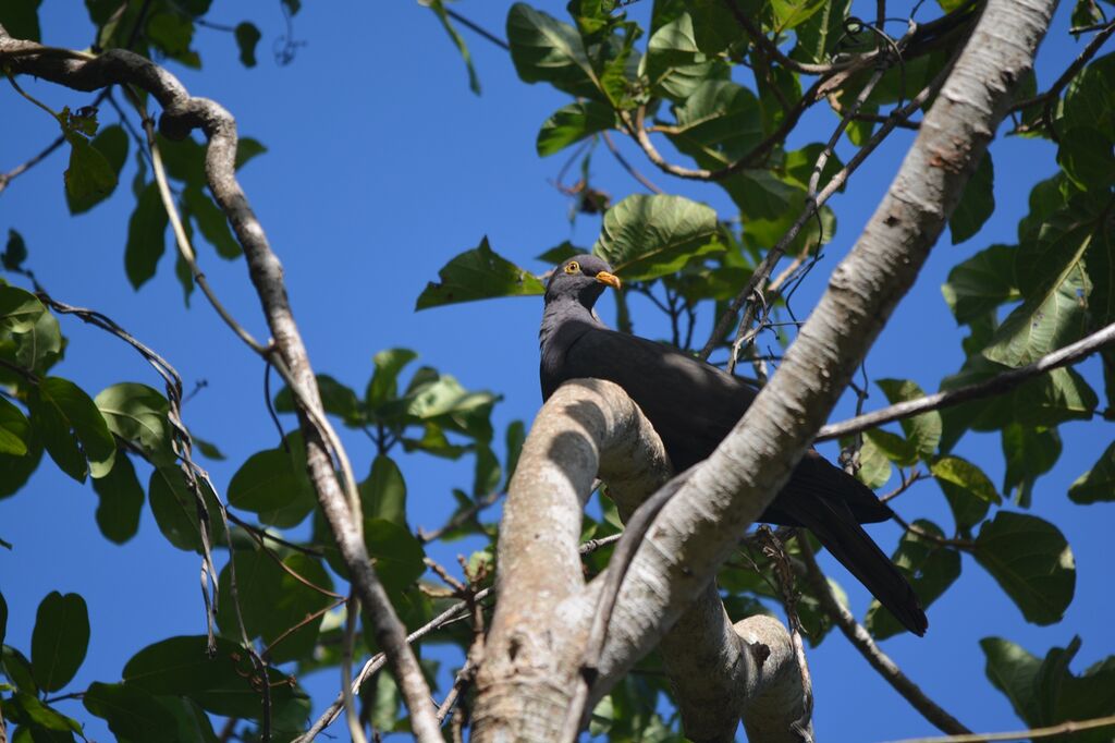 Pigeon des Comores