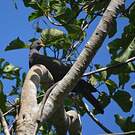 Pigeon des Comores