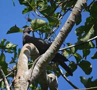 Comoros Olive Pigeon