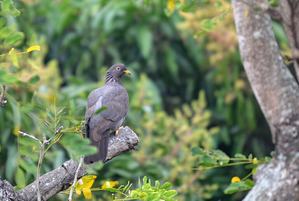 Pigeon des Comores