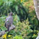 Pigeon des Comores