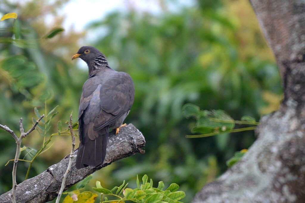 Comoro Olive Pigeon