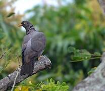 Comoros Olive Pigeon