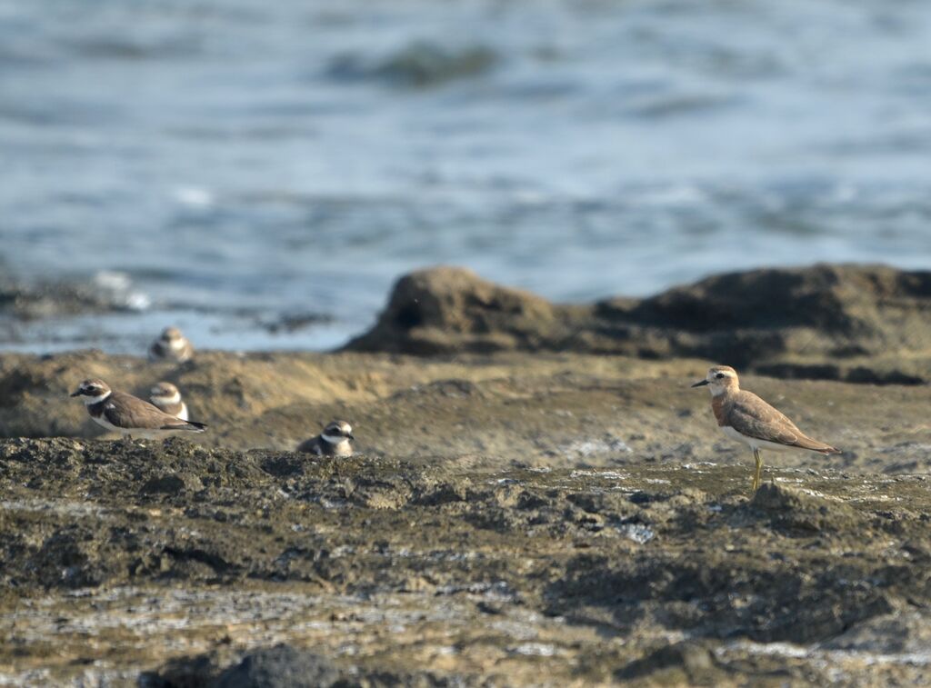 Caspian Plover