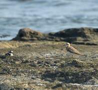 Caspian Plover