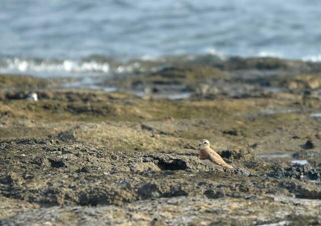 Pluvier asiatique alla174045