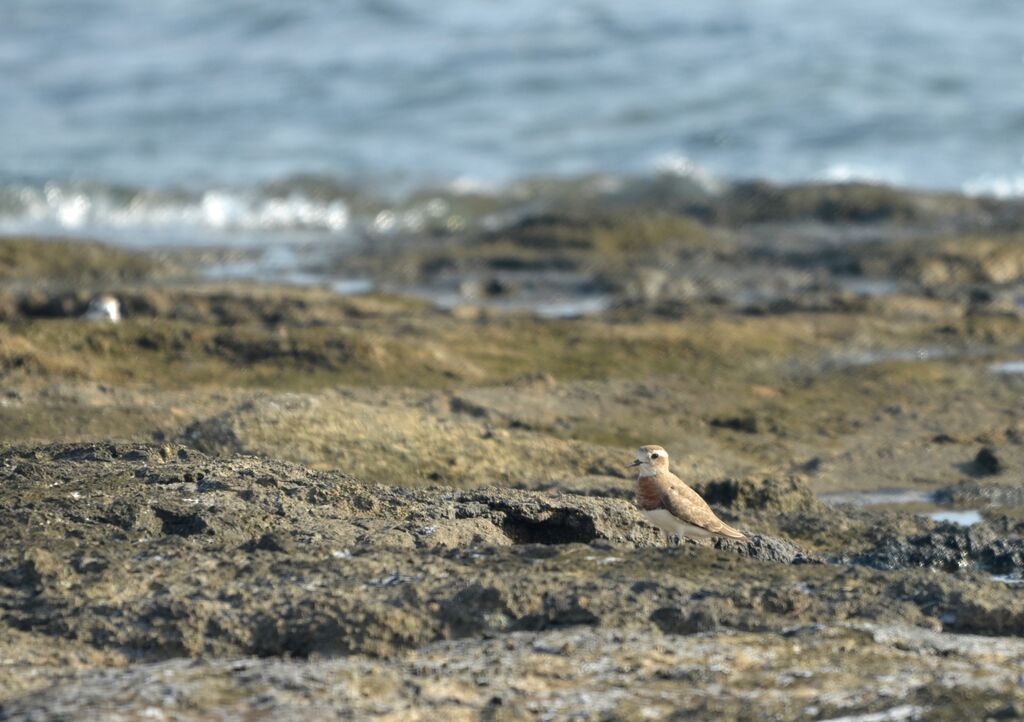 Caspian Plover