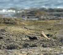 Caspian Plover