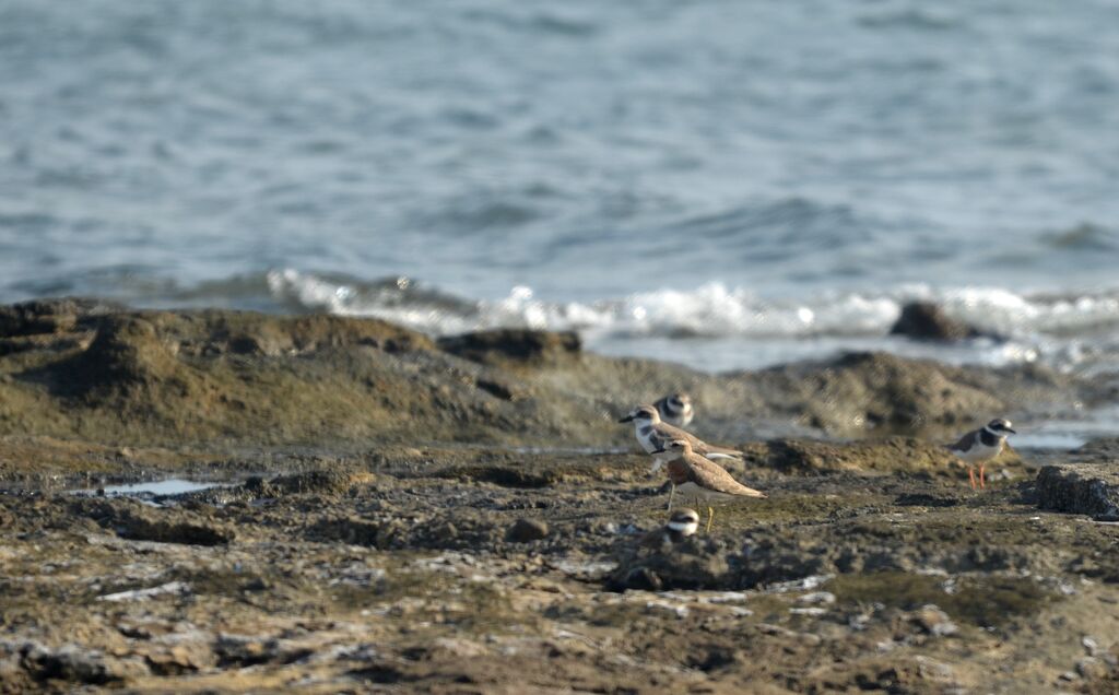 Caspian Ploveradult