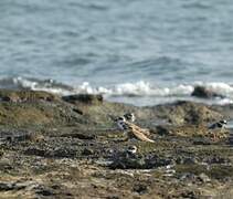 Caspian Plover