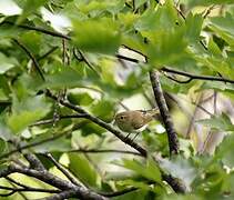 Western Bonelli's Warbler