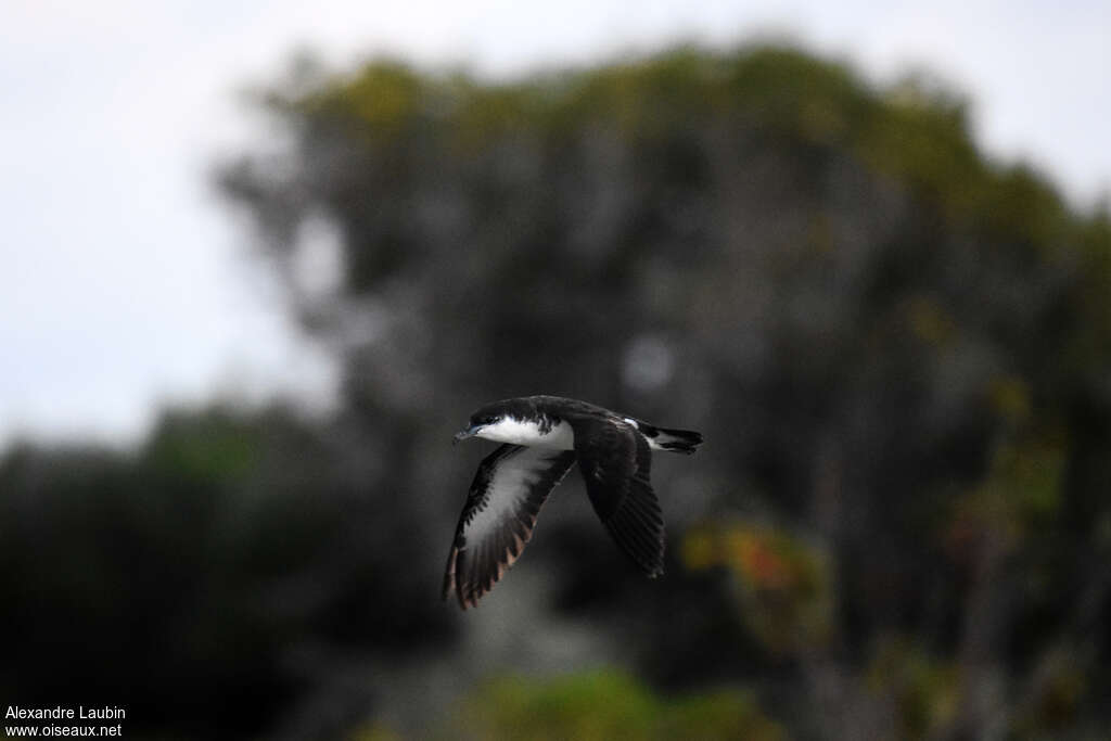 Tropical Shearwater, identification