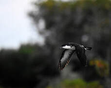 Tropical Shearwater