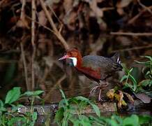 White-throated Rail