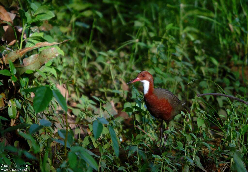 White-throated Rail