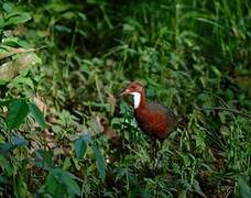 White-throated Rail