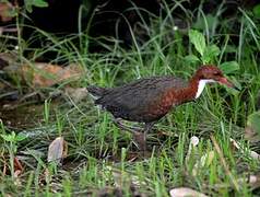 White-throated Rail