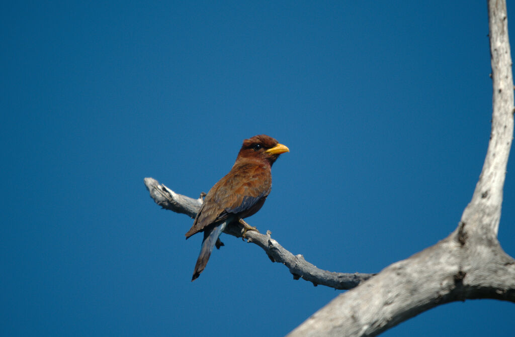 Broad-billed Roller