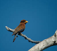 Broad-billed Roller