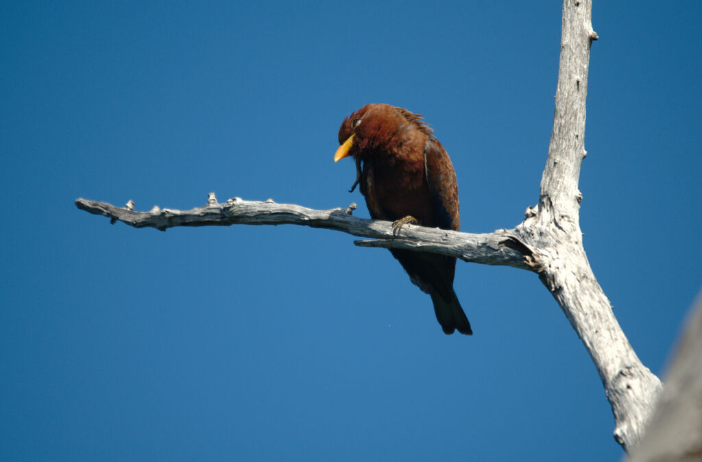 Broad-billed Roller