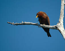 Broad-billed Roller