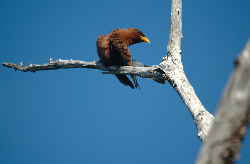 Broad-billed Roller