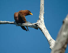 Broad-billed Roller