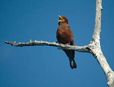 Broad-billed Roller