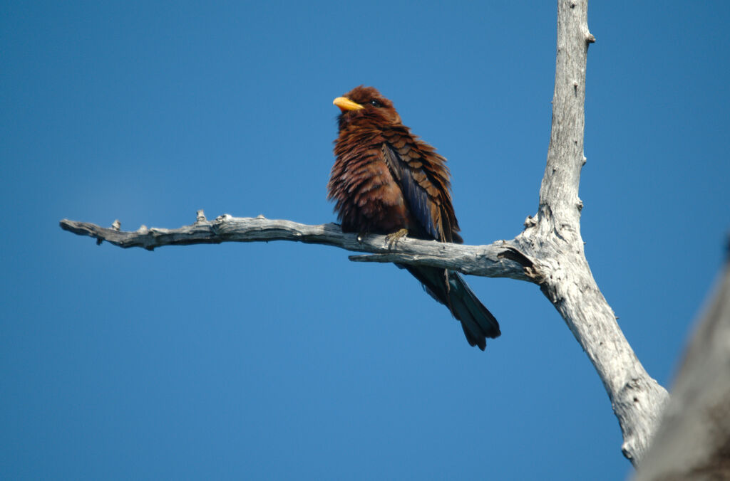 Broad-billed Roller