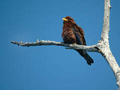 Broad-billed Roller