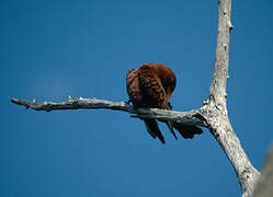 Broad-billed Roller