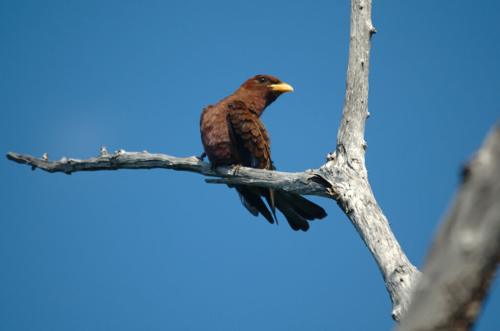 Broad-billed Roller