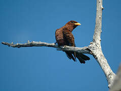 Broad-billed Roller