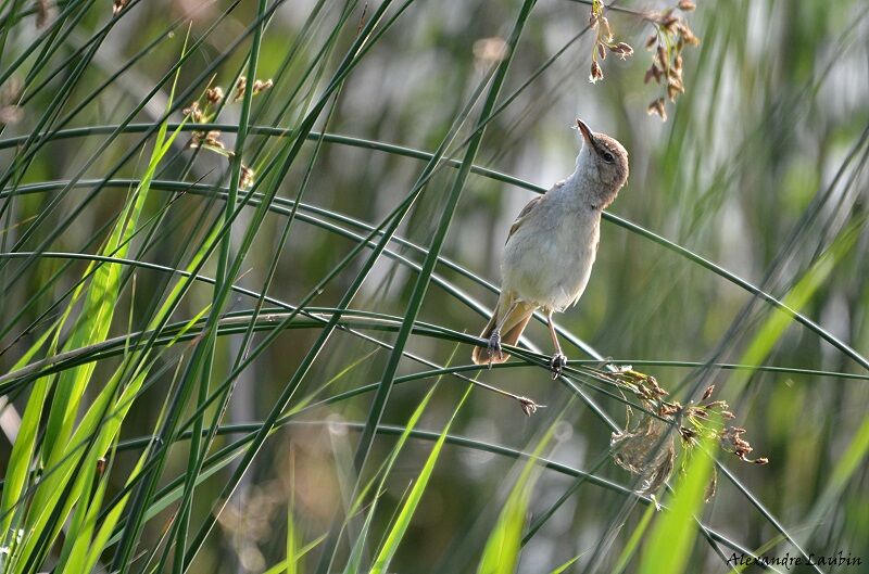 Great Reed Warbler