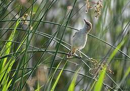 Great Reed Warbler