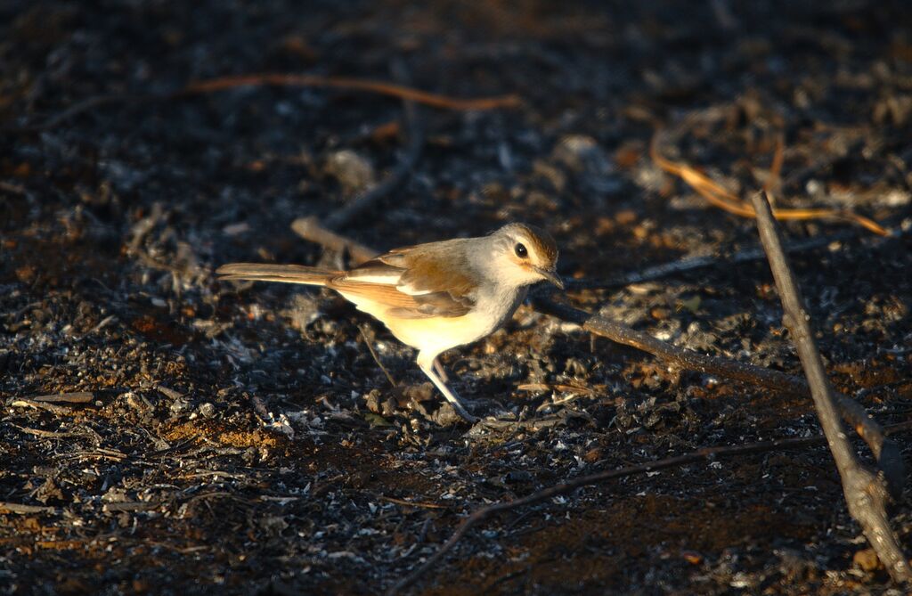 Madagascar Magpie-Robin