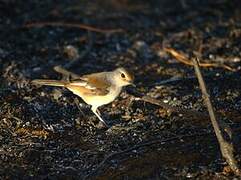 Madagascan Magpie-Robin