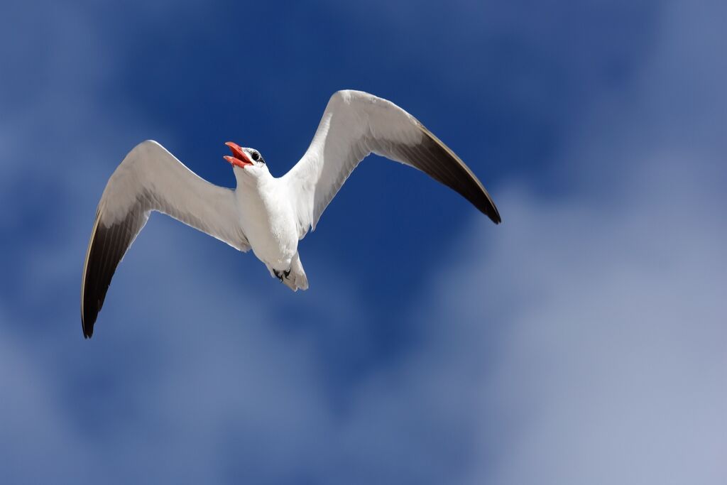 Caspian Tern