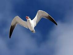 Caspian Tern