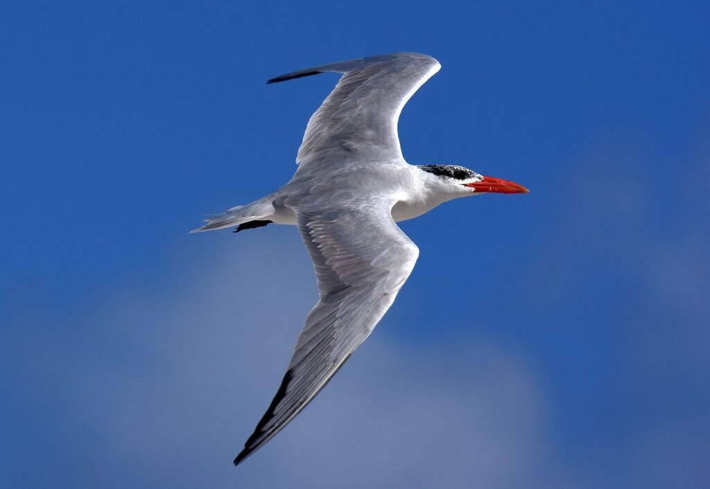 Caspian Tern