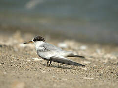 Saunders's Tern