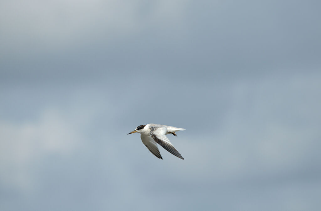 Saunders's Tern