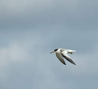 Saunders's Tern